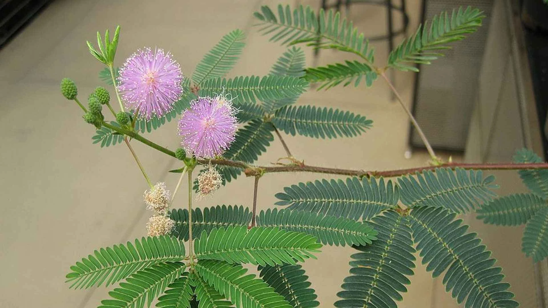 পুরুষ-নারীর গোপন সমস্যা সারায় লজ্জাবতী, আছে আরও উপকারিতা