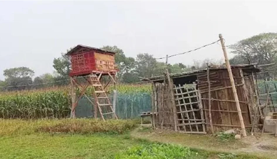 মাদক সম্রাট ইসমাইলের ডেরাই সন্ধ্যা নামলেই বসে জুয়ার আসর