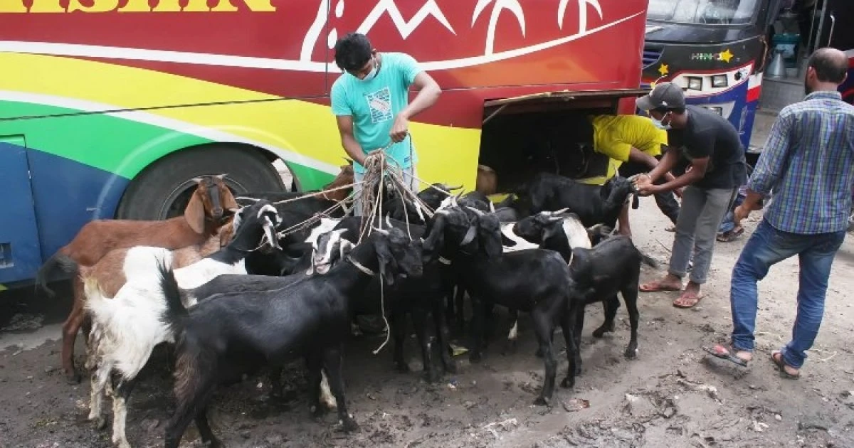 বাসের বক্সে দমবন্ধ হয়ে ৪৭ ছাগলের মৃত্যু, জরিমানা ১০ হাজার টাকা