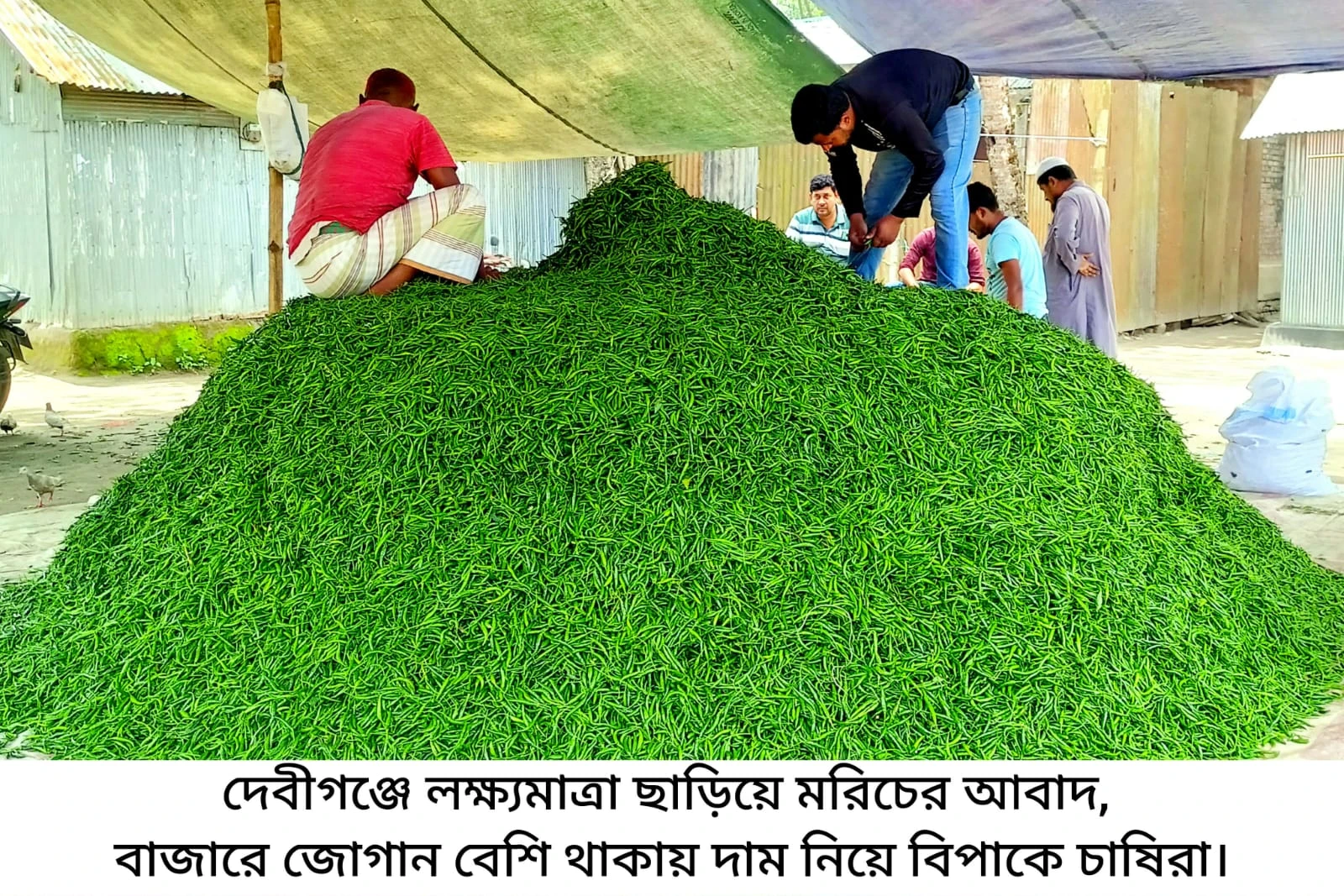 দেবীগঞ্জে লক্ষ্যমাত্রা ছাড়িয়ে মরিচের আবাদ, জোগান বেশি থাকায় দাম নিয়ে বিপাকে চাষিরা