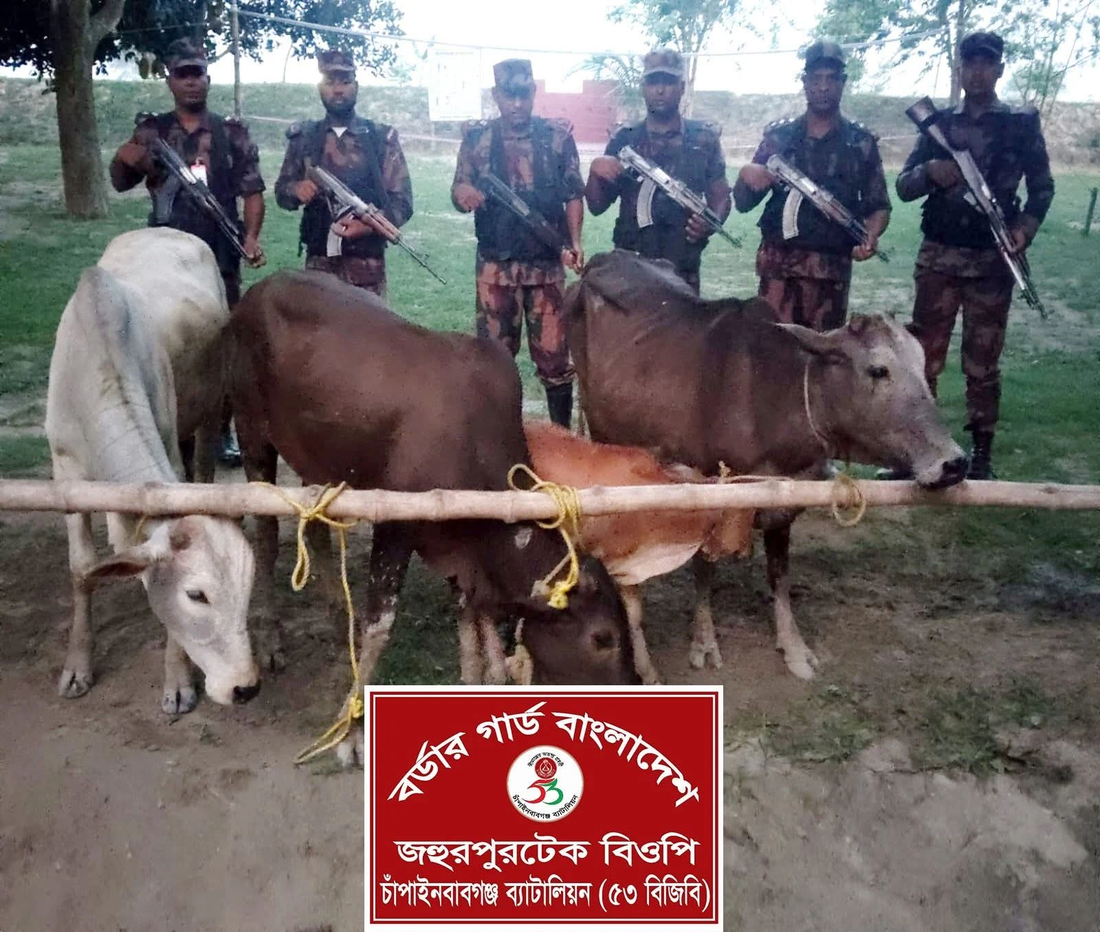 চাঁপাইনবাবগঞ্জ সীমান্তে ৫৩ বিজিবির অভিযানে ভারতীয় গরু জব্দ