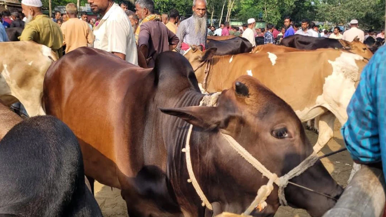 ভারতীয় গরু প্রবেশ বন্ধে স্বস্তিতে শেরপুরের খামারিরা
